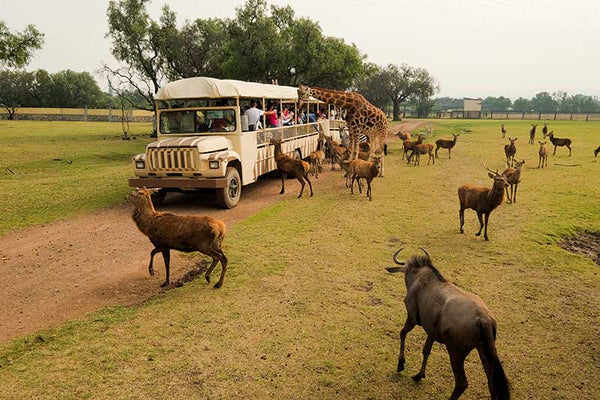 Safari
